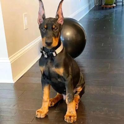   Doberman Pinscher Puppies Available for sale 