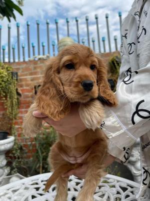   Cocker Spaniel Puppies For SalE 