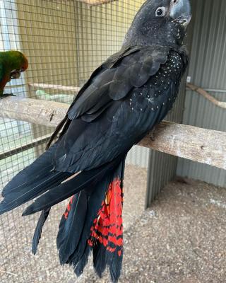  Red Tailed Black Cockatoo for Sale