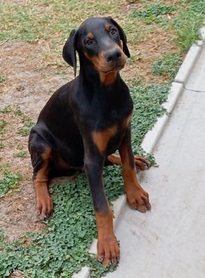 Doberman puppies - Vienna Dogs, Puppies