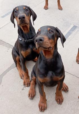 Doberman puppies - Vienna Dogs, Puppies