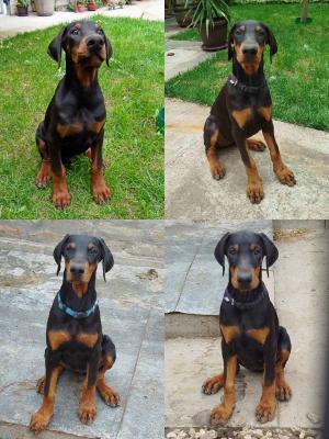 Doberman puppies - Vienna Dogs, Puppies