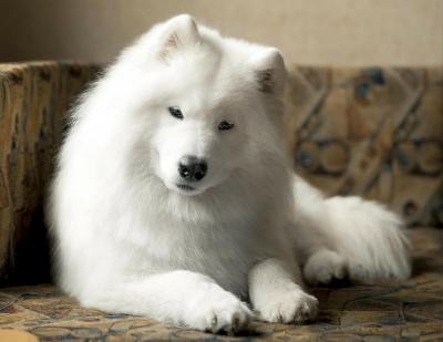 The Ultimate Purebred Samoyed Puppies