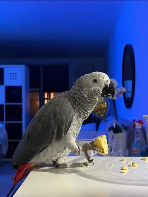 African grey parrots available - Abu Dhabi Birds