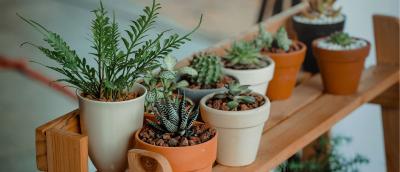 Buy House Plants Online