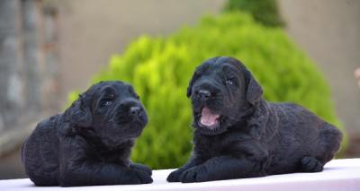 Schwarze russische Terrier-Welpen - Zurich Dogs, Puppies