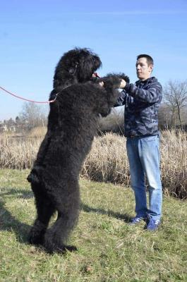 Black Russian Terrier puppies - Vienna Dogs, Puppies