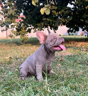 Exotic French Bulldogs - Vienna Dogs, Puppies