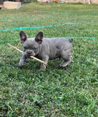 Exotic French Bulldogs - Vienna Dogs, Puppies