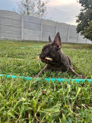 Exotic French Bulldogs - Vienna Dogs, Puppies