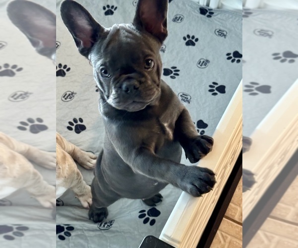 French Bulldog Puppies 