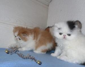 Adorable colorful male and female Persian Kittens for Sale whatsapp by text or call +33745567830