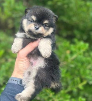 Pomeranian-Welpen - Vienna Dogs, Puppies