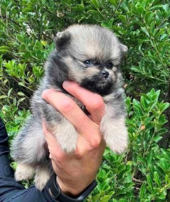 Pomeranian-Welpen - Vienna Dogs, Puppies