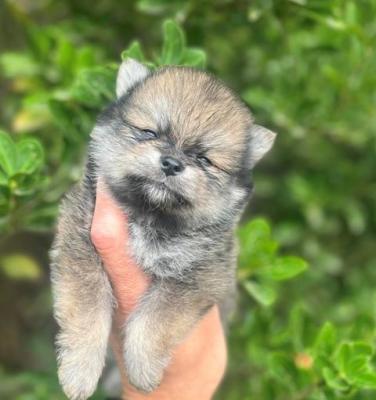 Pomeranian-Welpen - Vienna Dogs, Puppies