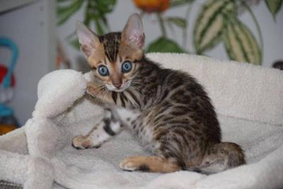 Bengal Kitten in Panipat - Other Cats, Kittens