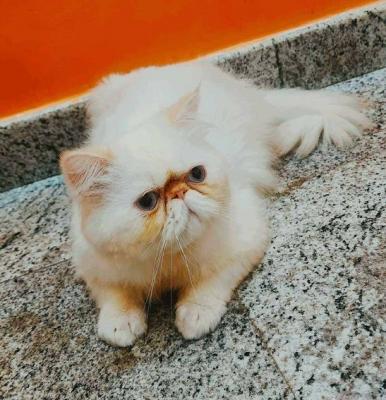 Himalayan Kitten in Panipat