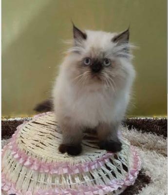 Himalayan Kitten in Panipat - Other Cats, Kittens