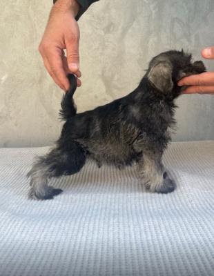 Miniature Schnauzer - Vienna Dogs, Puppies