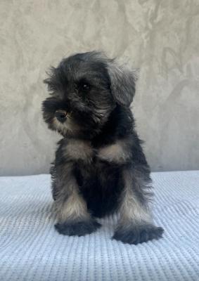 Miniature Schnauzer - Vienna Dogs, Puppies