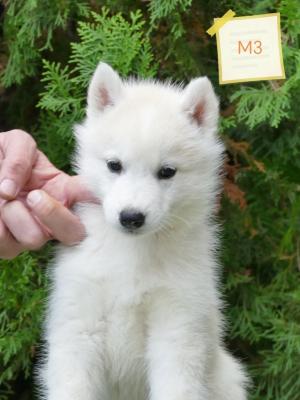 Siberian Husky puppies - Vienna Dogs, Puppies