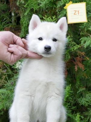 Siberian Husky puppies - Vienna Dogs, Puppies