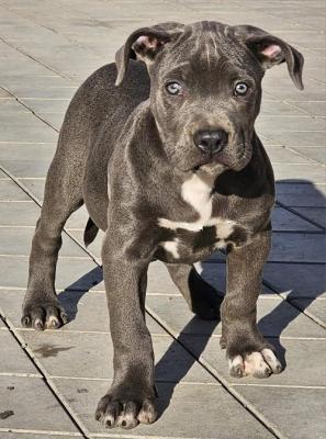 American bully xl   - Vienna Dogs, Puppies