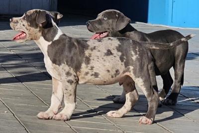 American bully xl   - Vienna Dogs, Puppies