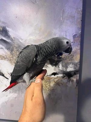 Male and female African gray parrots WHATSAPP : +97152 916 1892  