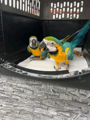 Talking macaws parrots WHATSAPP : +97152 916 1892  