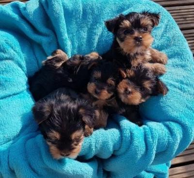 Affectionate Yorkie Puppies WHATSAPP : +97152 916 1892 