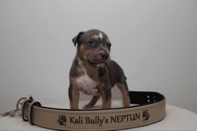 American bully XL - Vienna Dogs, Puppies