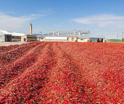 Indian Dry Red Chilli Exporters