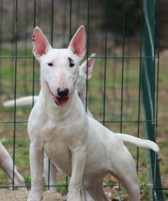 Mini bull terriers - Vienna Dogs, Puppies