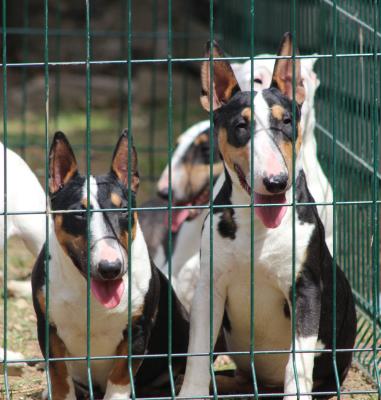 Mini bull terriers - Vienna Dogs, Puppies