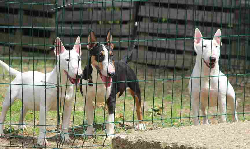 Mini bull terriers - Vienna Dogs, Puppies