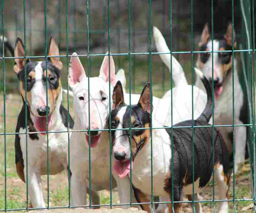 Mini bull terriers - Vienna Dogs, Puppies