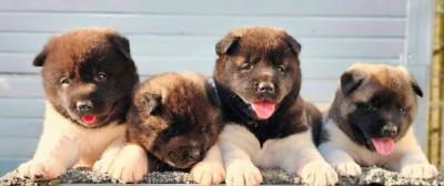 Akita américain, chiots - Paris Dogs, Puppies