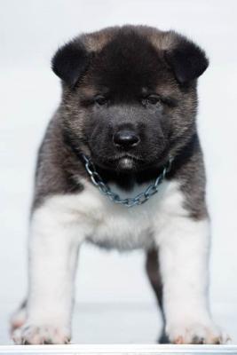 Akita américain, chiots - Paris Dogs, Puppies