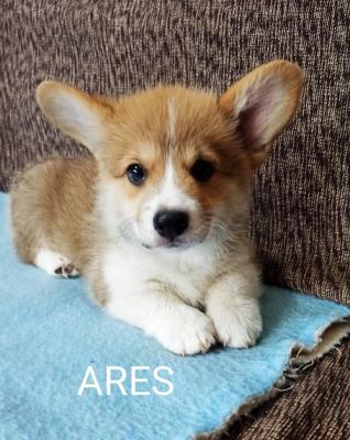 Corgi Welsh Pembroke