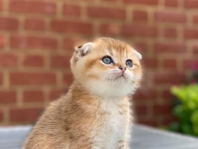   Scottish Fold Kittens for sale 