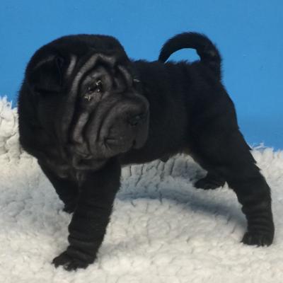   Shar Pei Puppies for Adoption