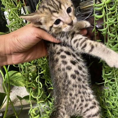  savannah kittens for re-homing