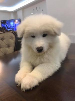  Samoyed puppies For Sale  