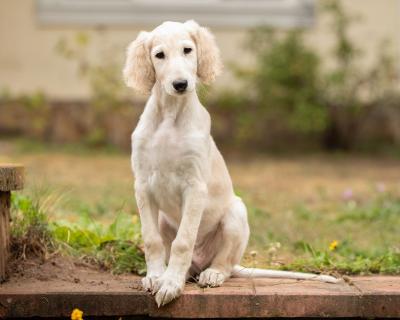  Saluki Puppies available  - Kuantan Dogs, Puppies