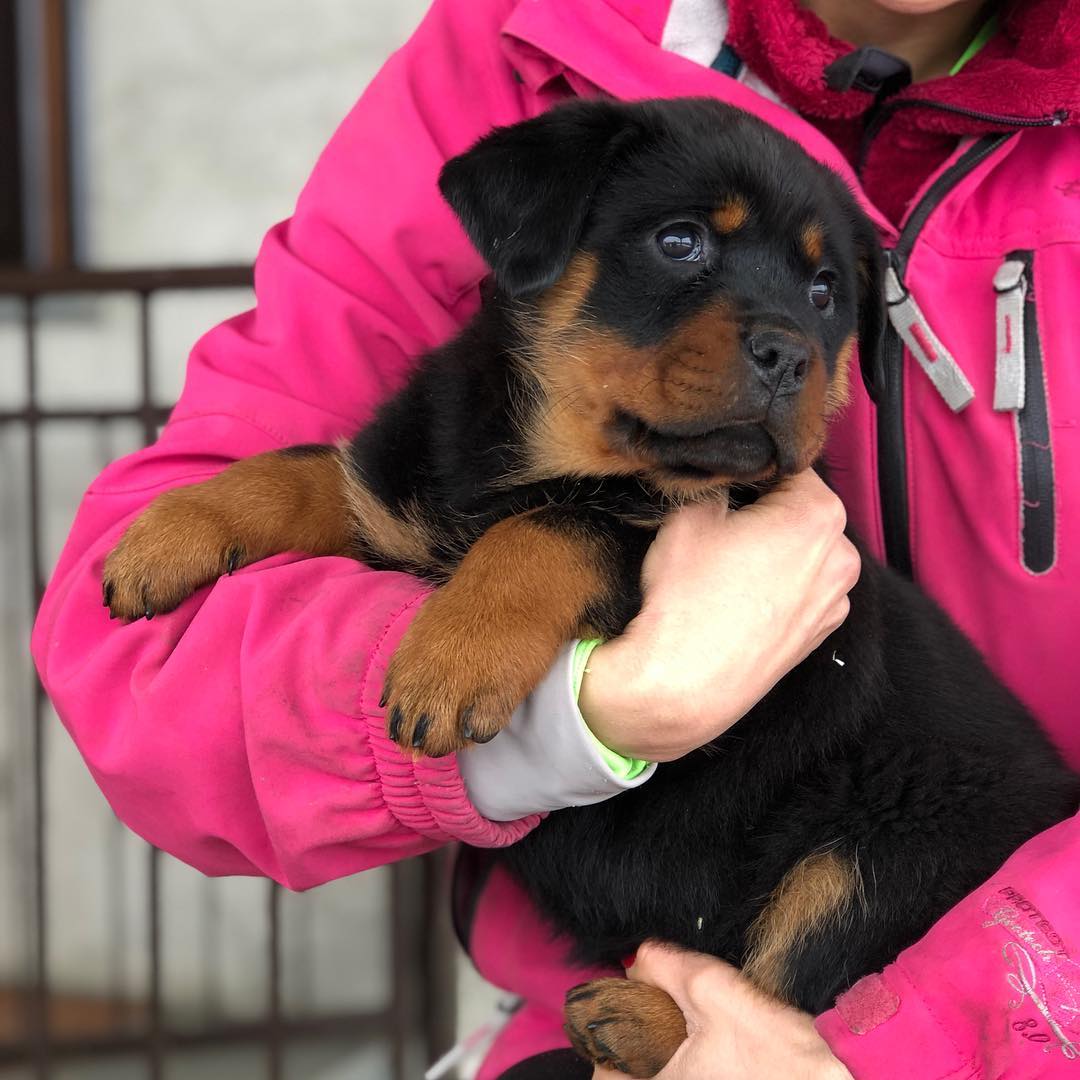  Rottweiler Puppies Available for sale   