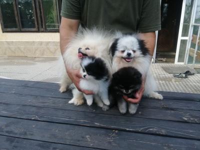  Teacup Pomeranian Puppies for sale   