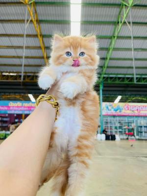   Persian kittens Available for adoption