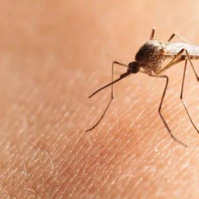 Best Mosquito Control for Yards - Kansas City Other