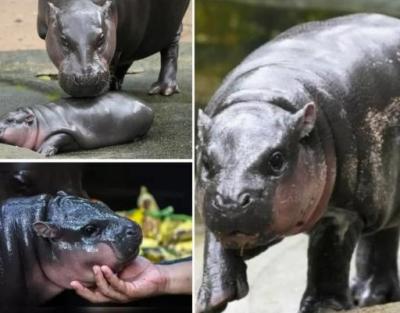 Adorable Baby Hippo Moo Deng Gets His Own Live Feed: Watch 24/7